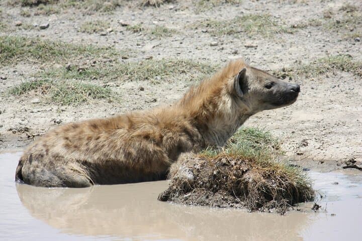 3-Day Amboseli Safari: Elephants and Kilimanjaro Views from Nairobi photo 4