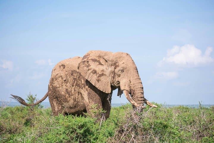 3-Day Amboseli Safari: Elephants and Kilimanjaro Views from Nairobi photo 1