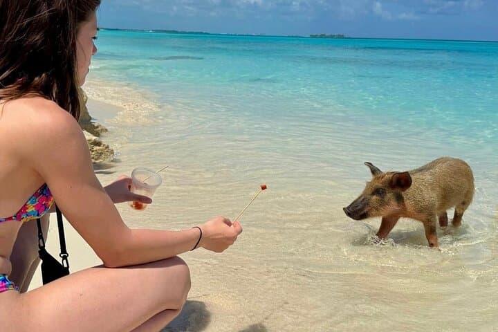Fast Track Swimming Pigs Encounter — Rose Island Express from Nassau photo 2