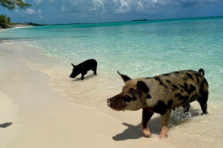Fast Track Swimming Pigs Encounter — Rose Island Express from Nassau