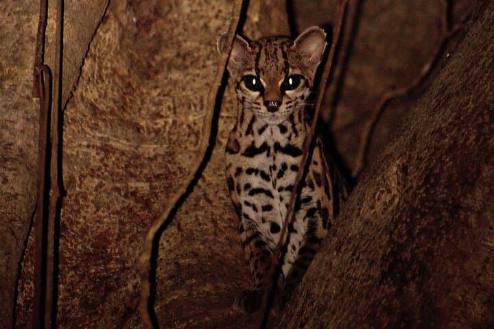 Night Walk in the Monteverde Cloud Forest: Guided Nocturnal Wildlife Tour photo 4