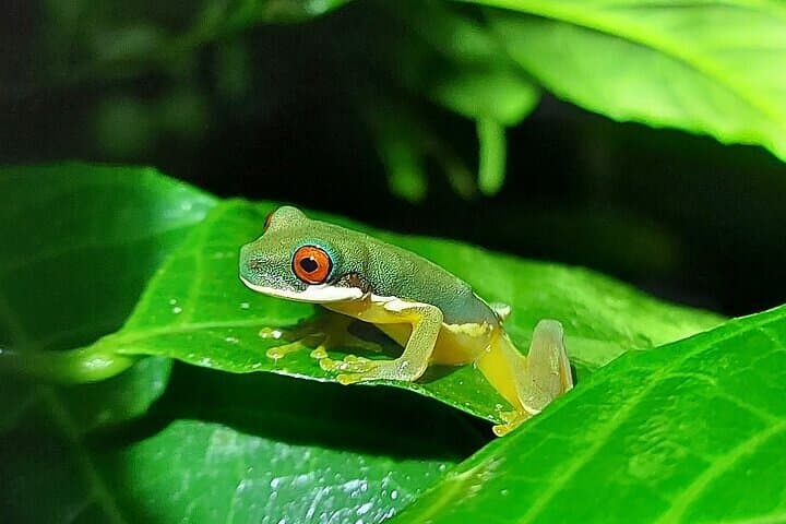 Night Walk in the Monteverde Cloud Forest: Guided Nocturnal Wildlife Tour photo 5