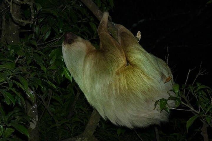 Night Walk in the Monteverde Cloud Forest: Guided Nocturnal Wildlife Tour photo 6