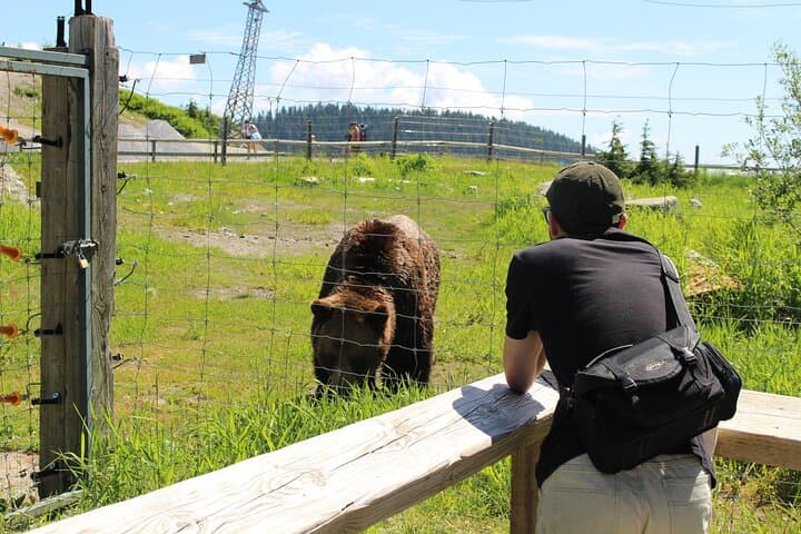Grouse Mountain and Capilano Suspension Bridge Half-Day Tour — Vancouver’s Coastal Rainforest Experience photo 3