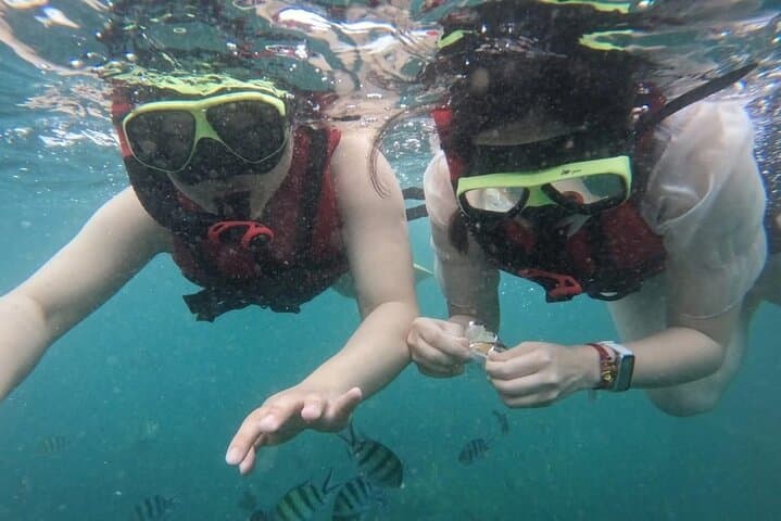 Shell Island Snorkeling & Dolphin Cruise from Panama City Beach
