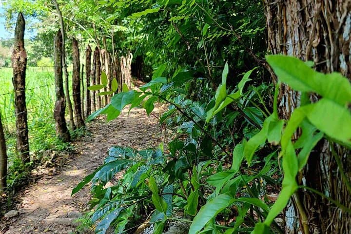 Rejoya River Hike: Off‑Grid Waterfall Trek from Amber Cove (Puerto Plata) photo 4