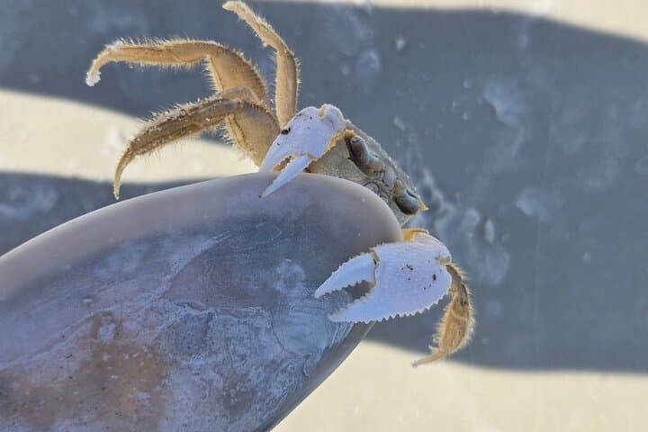 Shell Island 3-Hour Private Boat Tour — Snorkeling & Dolphin Watch photo 5