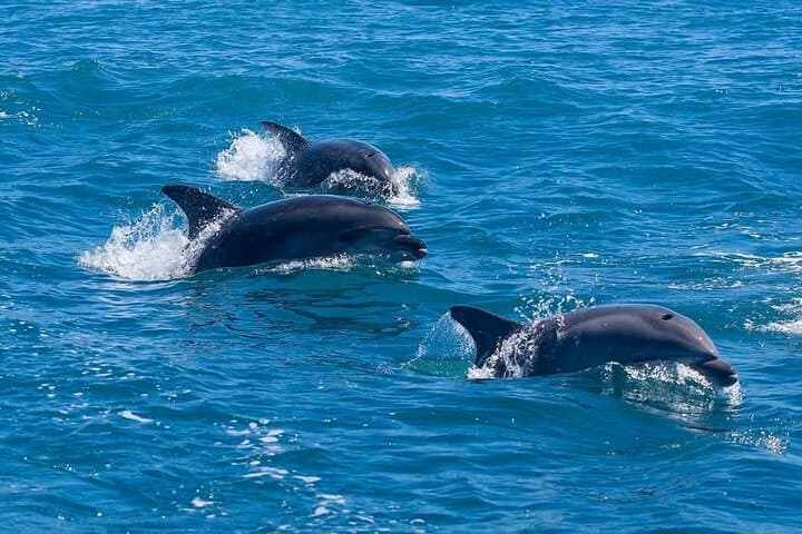 Shell Island Snorkeling & Dolphin Cruise from Panama City Beach photo 5