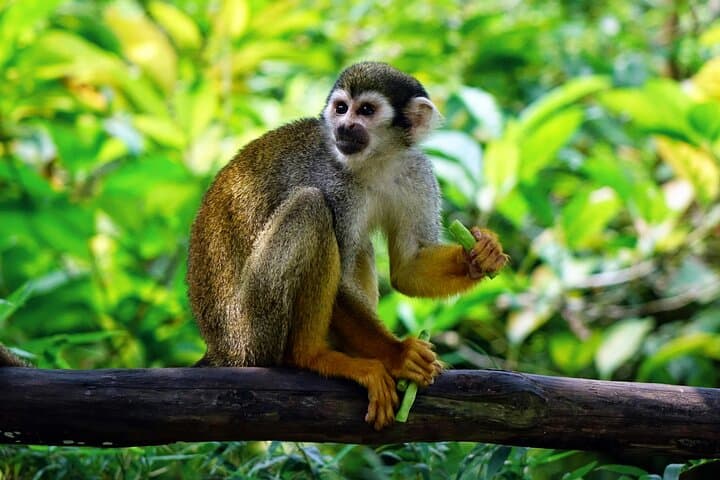 3-Day Amazon Jungle Tour from Iquitos: Monkey Island, Yagua Community & Yanayacu Lodge photo 1