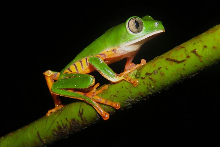 3-Day Amazon Jungle Tour from Iquitos: Monkey Island, Yagua Community & Yanayacu Lodge photo 4