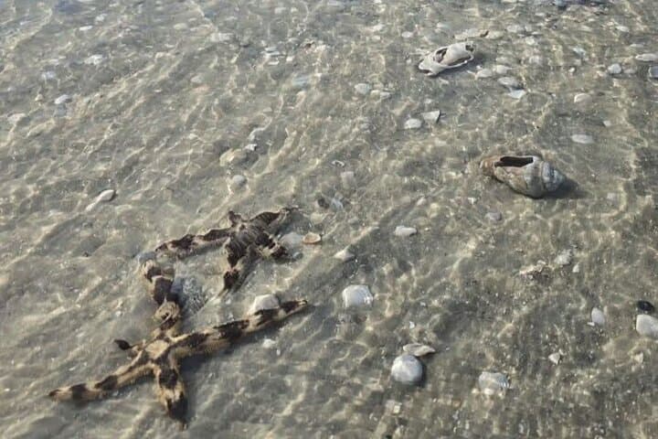 Shell Island Snorkeling & Dolphin Cruise from Panama City Beach photo 6