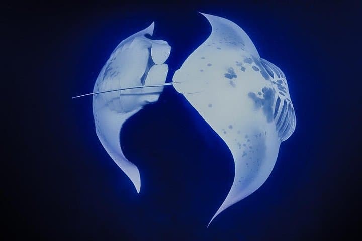 Kona Manta Night Snorkel — Swim with Manta Rays in Keauhou Bay photo 4