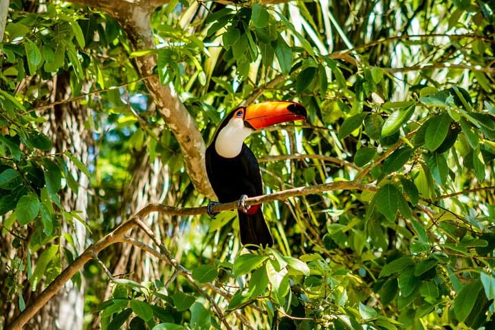 4-Day Amazon Jungle Tour from Iquitos: Canoes, Communities & Night Camps photo 2