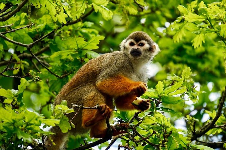 4-Day Amazon Jungle Tour from Iquitos: Canoes, Communities & Night Camps photo 3