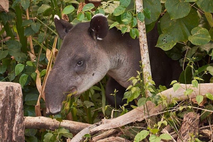 Sirena Station Day Trip: Corcovado Wildlife Adventure from Drake Bay photo 2