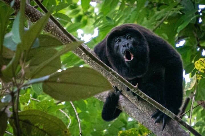 4-Day Amazon Jungle Tour from Iquitos: Canoes, Communities & Night Camps photo 5