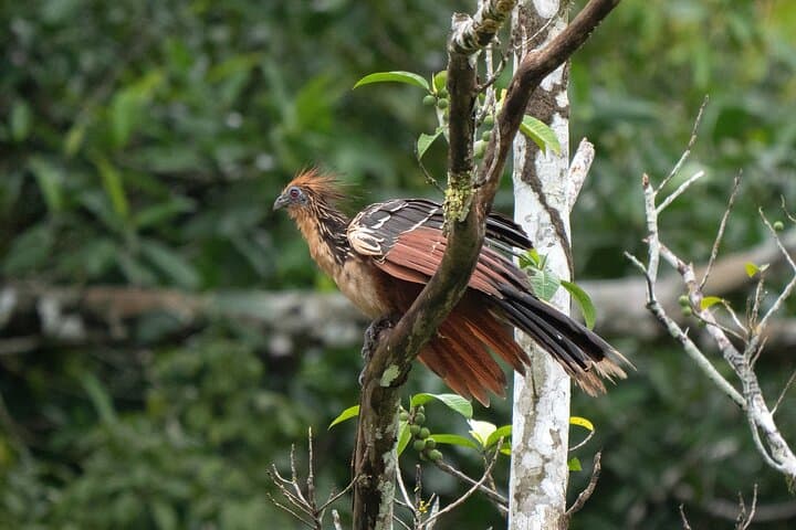 4-Day Amazon Jungle Tour from Iquitos: Canoes, Communities & Night Camps photo 6