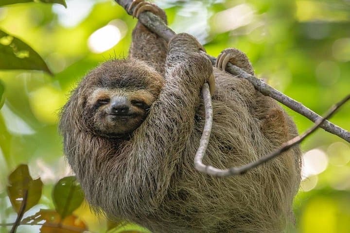 Sirena Station Day Trip: Corcovado Wildlife Adventure from Drake Bay photo 4