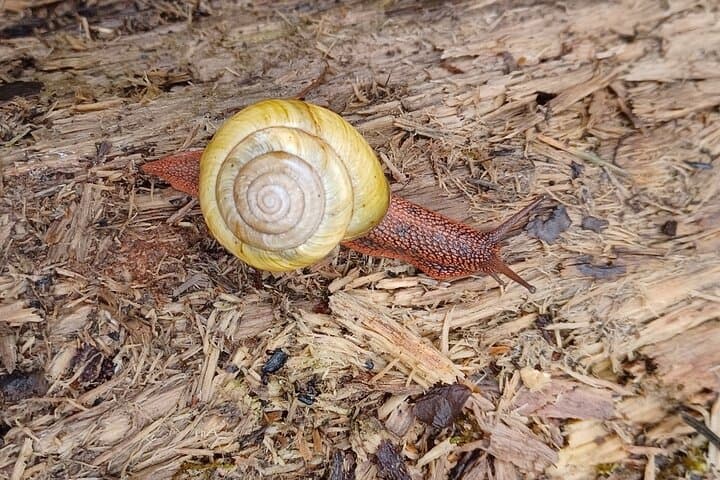Tryon Creek Eco-Tour with a Master Naturalist — Guided Nature Walk in Portland's Urban Forest photo 3