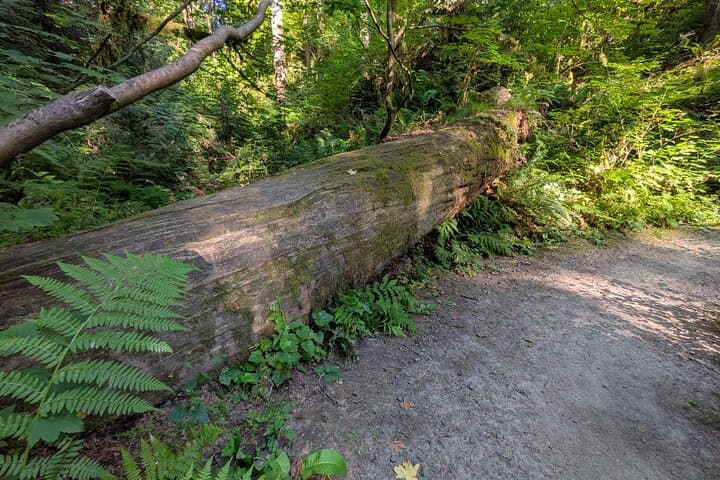 Tryon Creek Eco-Tour with a Master Naturalist — Guided Nature Walk in Portland's Urban Forest photo 4