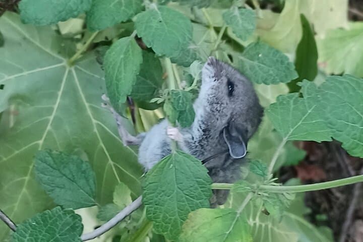 Tryon Creek Eco-Tour with a Master Naturalist — Guided Nature Walk in Portland's Urban Forest photo 5