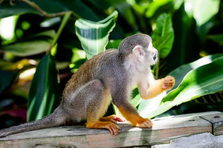 Monkeyland Punta Cana: Family Safari, Coffee & Squirrel Monkey Encounters photo 2