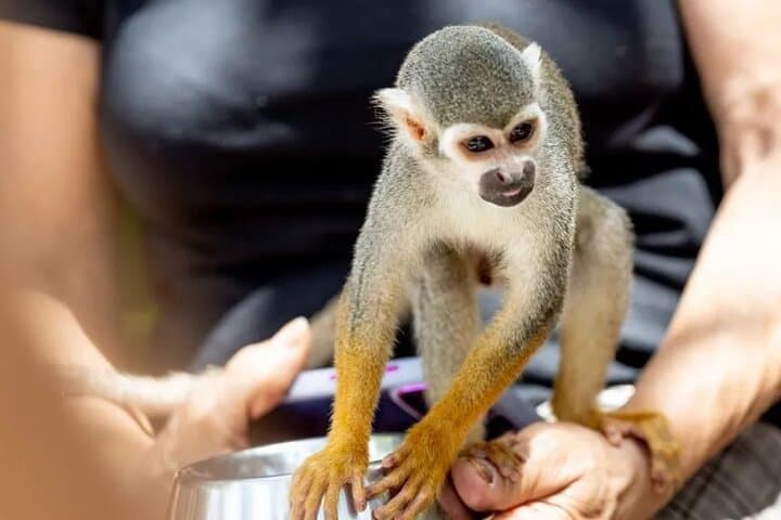 Monkeyland Punta Cana: Family Safari, Coffee & Squirrel Monkey Encounters photo 3