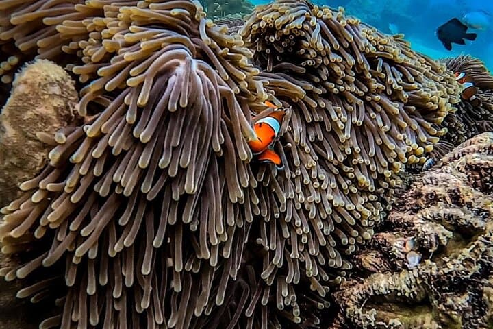 Phi Phi Islands Snorkel Escape to Maya Bay & Khai Island photo 2