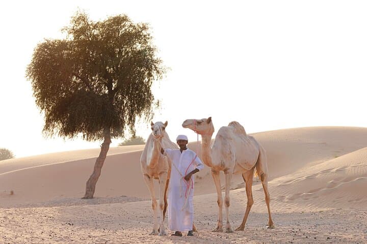 Dubai Desert Camel Safari: 1-Hour Camel Ride with Private Pickup & Drop photo 4