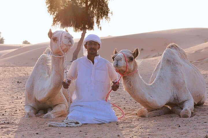 Dubai Desert Camel Safari: 1-Hour Camel Ride with Private Pickup & Drop photo 6