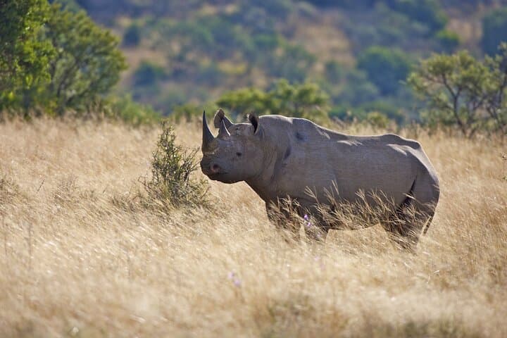 3-Day Serengeti & Ngorongoro Crater Camping Safari — Big Five Game Drives and Maasai Culture photo 3