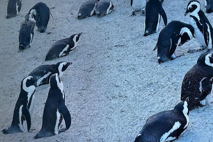 Oceans Meet Penguins: Cape Agulhas, Hermanus & Stony Point Penguin Day Tour photo 6