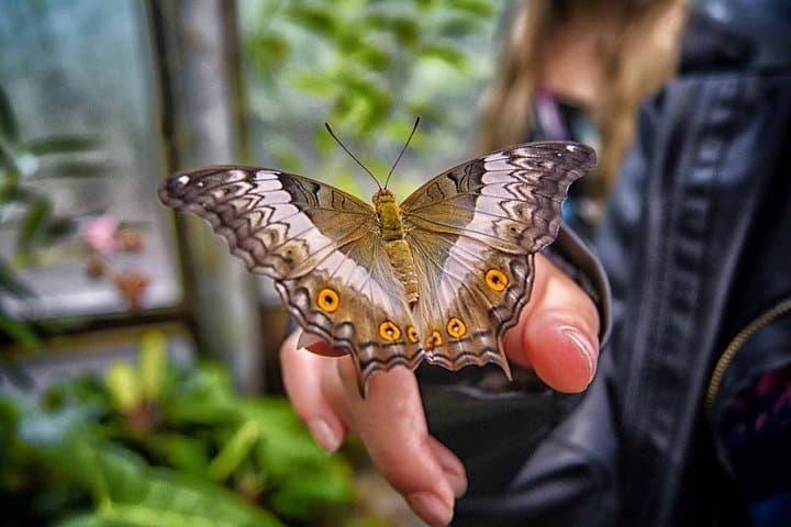 Inside Dubai Butterfly Garden: Walk Among 15,000 Butterflies in Climate-Controlled Domes photo 1