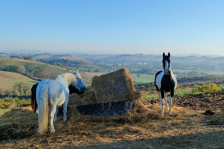 Tuscany Horseback Riding in Buonconvento — Crete Senesi Saddle Tour photo 4
