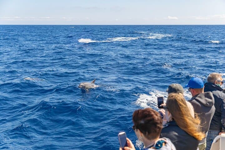 Fast Boat Dolphin Watching in Mallorca — Alcúdia High-Speed Dolphin Adventure photo 3