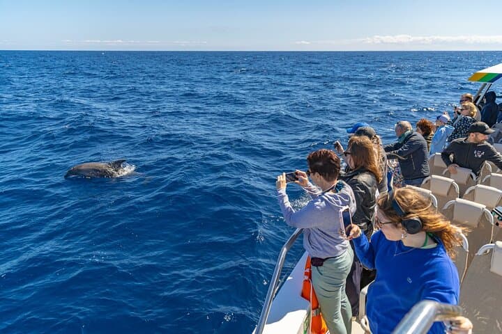 Fast Boat Dolphin Watching in Mallorca — Alcúdia High-Speed Dolphin Adventure photo 5