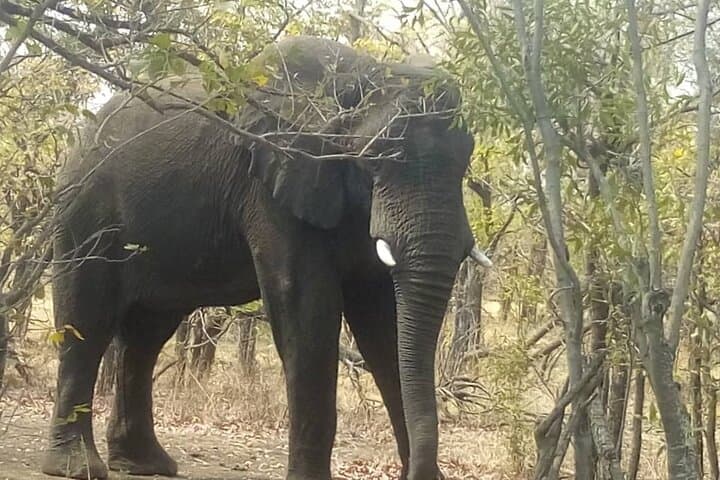 Chobe National Park Day Trip: Morning Game Drive & Chobe River Cruise from Kasane photo 3