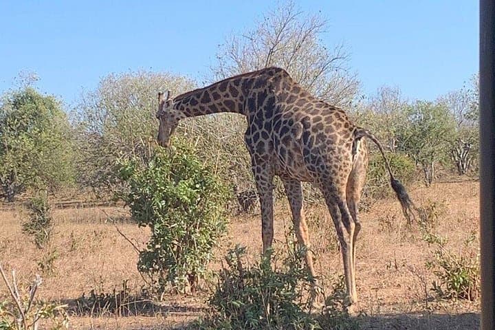 Rhino Game Drive at Mosi-oa-Tunya National Park — Close Encounters from Livingstone photo 1