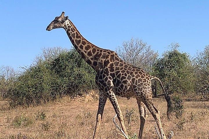 Rhino Game Drive at Mosi-oa-Tunya National Park — Close Encounters from Livingstone photo 2
