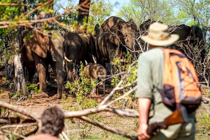 Rhino Game Drive at Mosi-oa-Tunya National Park — Close Encounters from Livingstone photo 3
