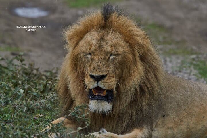 3-Day Serengeti & Ngorongoro Safari: Big Five, Crater Drives & Camping