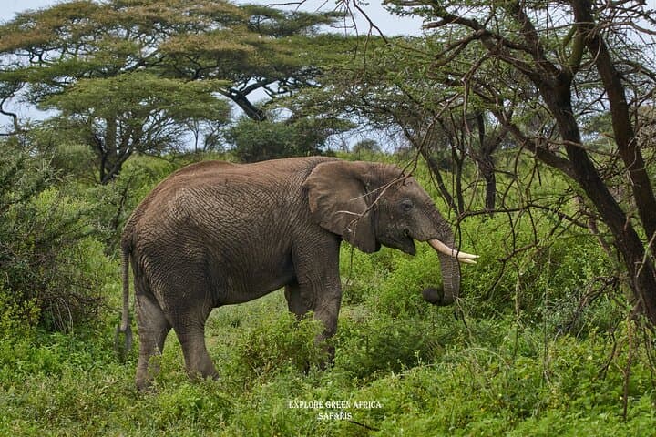 3-Day Serengeti & Ngorongoro Safari: Big Five, Crater Drives & Camping photo 2