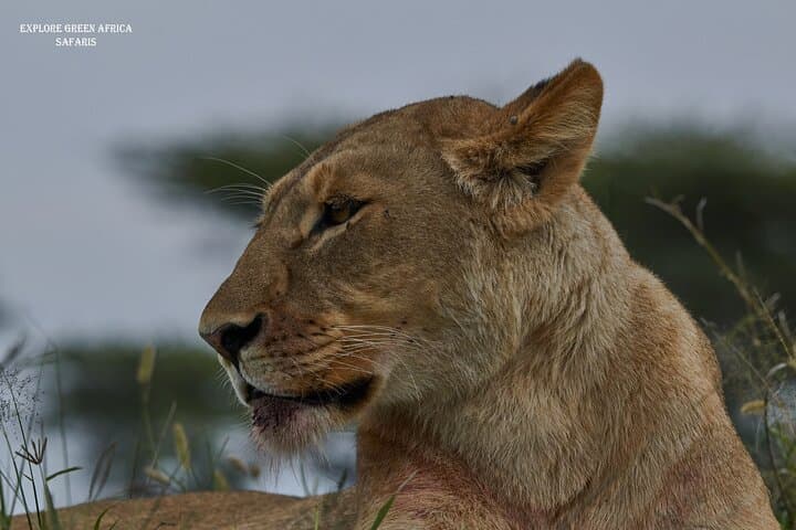 3-Day Serengeti & Ngorongoro Safari: Big Five, Crater Drives & Camping photo 3