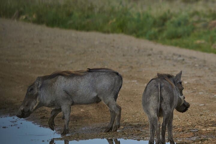 3-Day Serengeti & Ngorongoro Safari: Big Five, Crater Drives & Camping photo 4