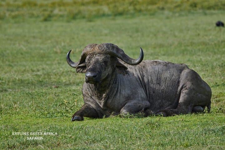 3-Day Serengeti & Ngorongoro Safari: Big Five, Crater Drives & Camping photo 6