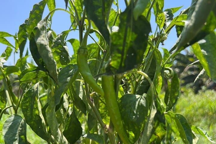 2-Day Nile Island Village Stay: Authentic Egyptian Farm Life photo 3
