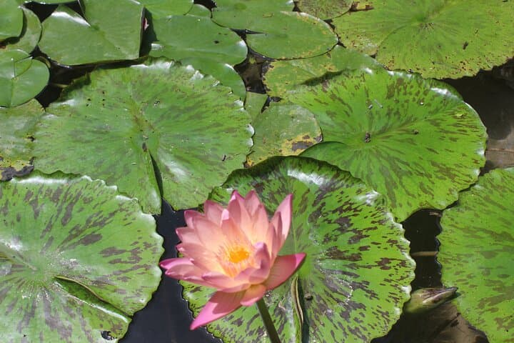Turbaco Botanical Garden & Cultural Day Trip from Cartagena photo 3