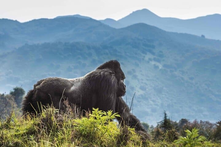 Rwanda & Uganda: 8-Day Gorilla Trek, Akagera Game Drive and Entebbe Eco Tour