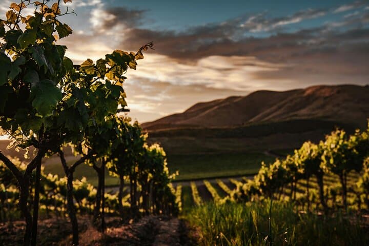 Crama Rasova Winery Wine Tasting & Danube Views from Vifor Hill photo 3
