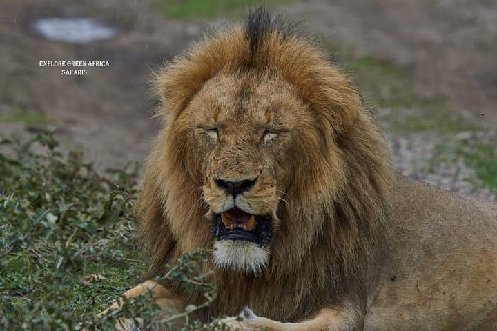 5-Day Northern Serengeti Safari: Great Migration & Mara River Crossings photo 4